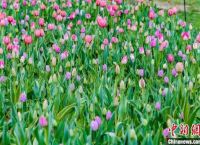 “花的汉服文化节”在北京开设数以百计的传统文化