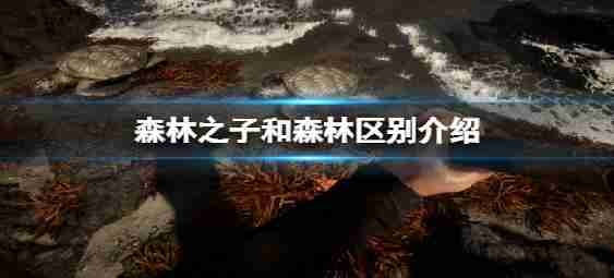 有什么区另外儿子森林和森林?介绍和森林差别