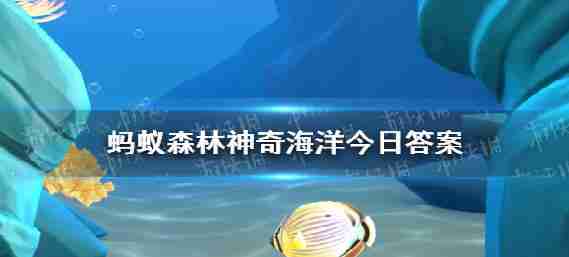 蚂蚁森林魔法海洋豹海豹主要是5月19日,吃什么